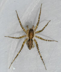 Pardosa pauxilla