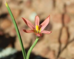 Moraea karroica