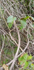 Vitis