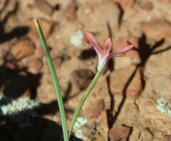 Moraea karroica