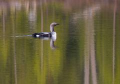 Gavia arctica