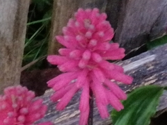 Veltheimia