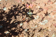 Moraea karroica