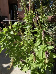 Ocimum basilicum