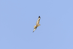 Buteo buteo