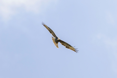 Buteo buteo