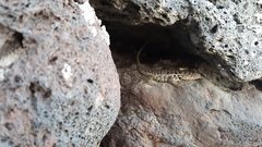 Sceloporus zosteromus