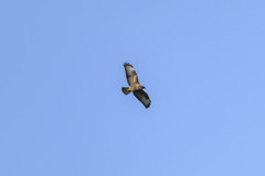 Buteo buteo