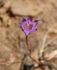 Moraea polyanthos