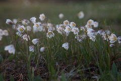 Gagea serotina