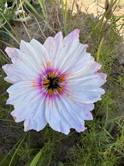 Monsonia speciosa
