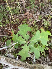 Quercus ellipsoidalis