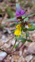 Melampyrum
