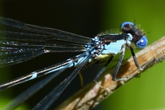 Chromagrion conditum