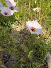 Monsonia speciosa
