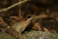 Indosylvirana magna