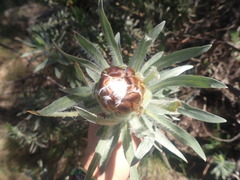 Protea coronata