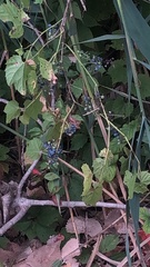 Ampelopsis