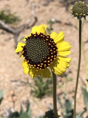 Encelia canescens