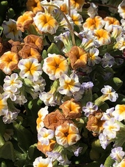 Heliotropium megalanthum