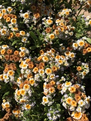 Heliotropium megalanthum