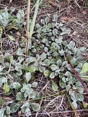 Antennaria howellii