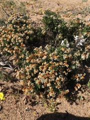 Heliotropium megalanthum