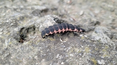 Nyctophila reichii