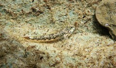 Lepidoblennius marmoratus