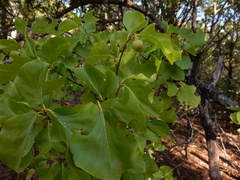 Styrax platanifolius