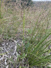 Microtis parviflora