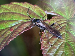 Cratichneumon sicarius