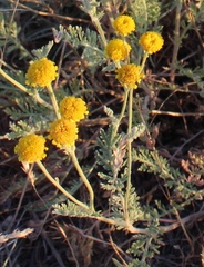Tanacetum achilleifolium