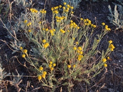 Tanacetum achilleifolium