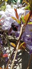 Xylocopa augusti