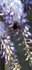 Xylocopa augusti