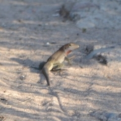 Aspidoscelis gularis