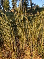 Andropogon ternarius