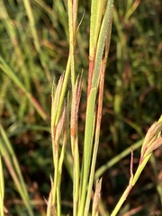 Andropogon ternarius