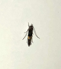 Cosmopterix