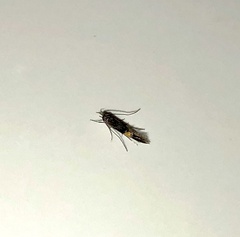 Cosmopterix