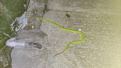 Trimeresurus albolabris