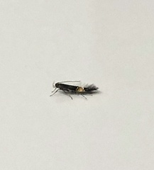 Cosmopterix