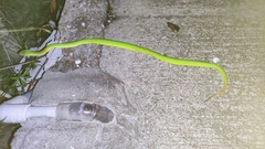 Trimeresurus albolabris