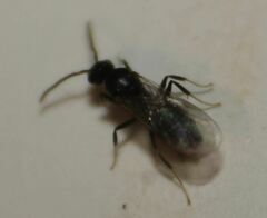 Technomyrmex difficilis