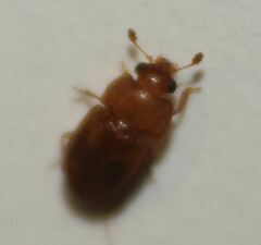 Epuraea luteola