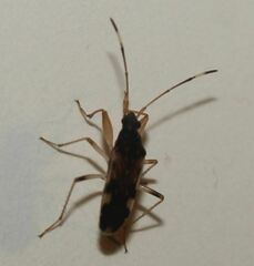 Ozophora burmeisteri