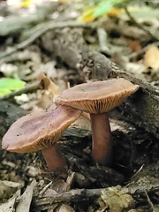 Lactarius quietus