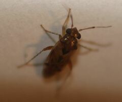 Gonoporomiris mirificus