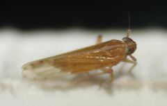 Phrictopyga occidentalis